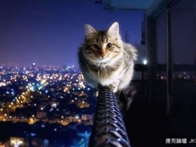 【蜗牛电竞】你有想過嗎？《貓咪夜間活動範圍》實測結果好驚人！